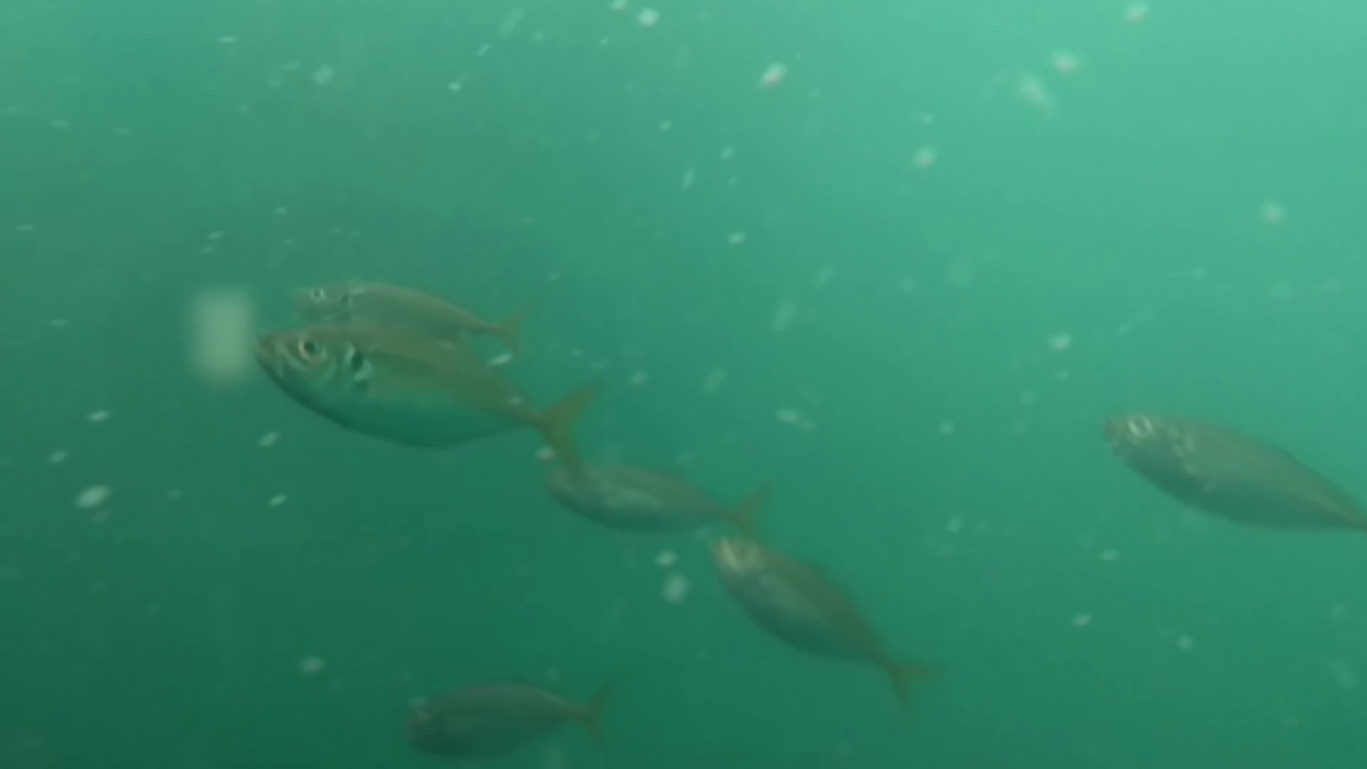 鹿立漁港 釣り 水中映像