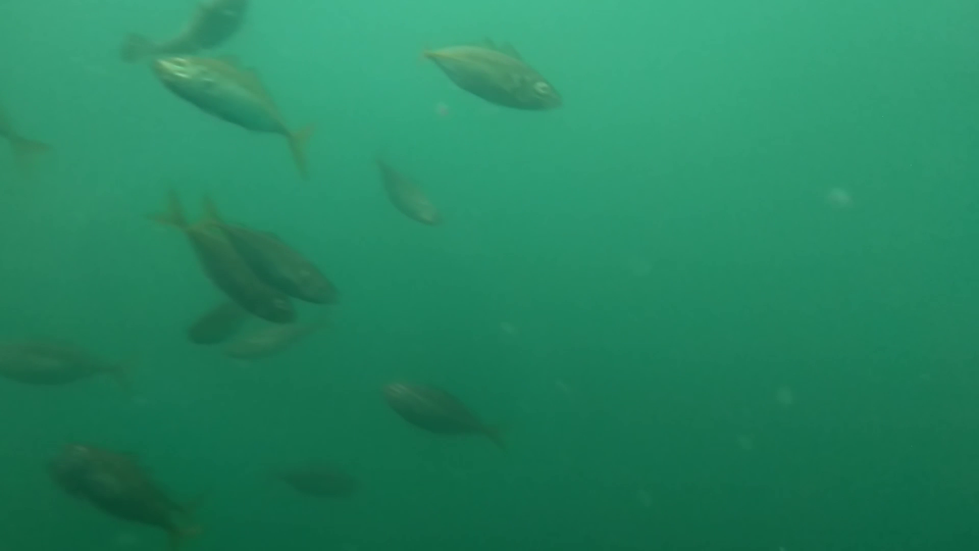 鹿立漁港 釣り 水中映像