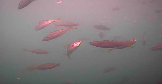 鹿立漁港 釣り 水中映像