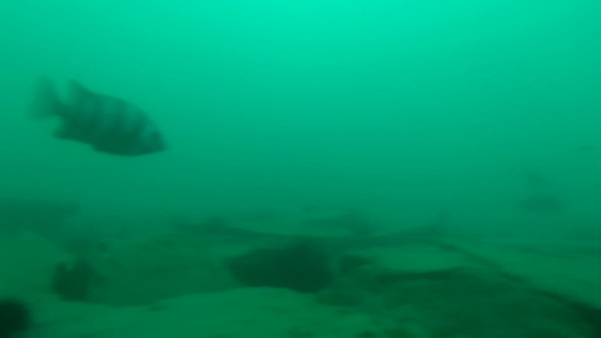 寺間港 釣り 水中映像