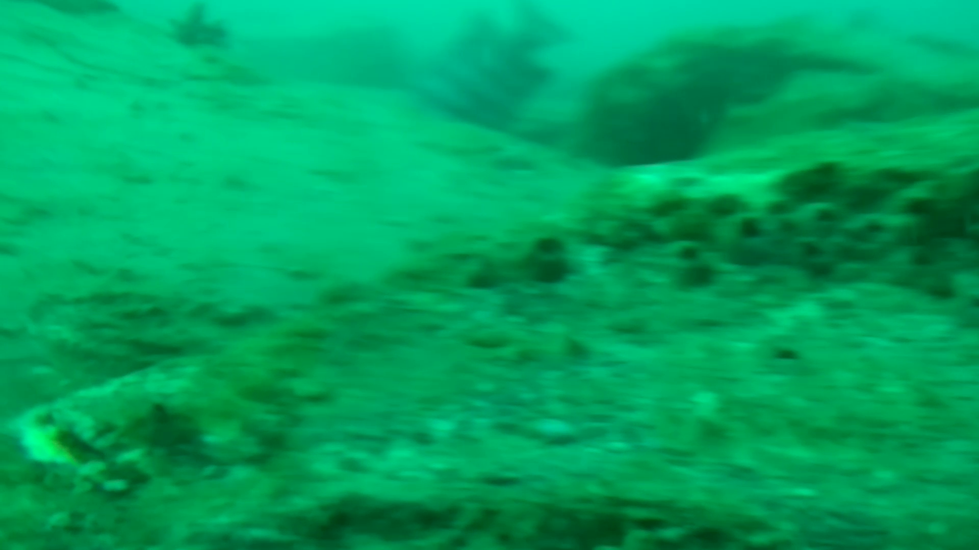 寺間港 釣り 水中映像