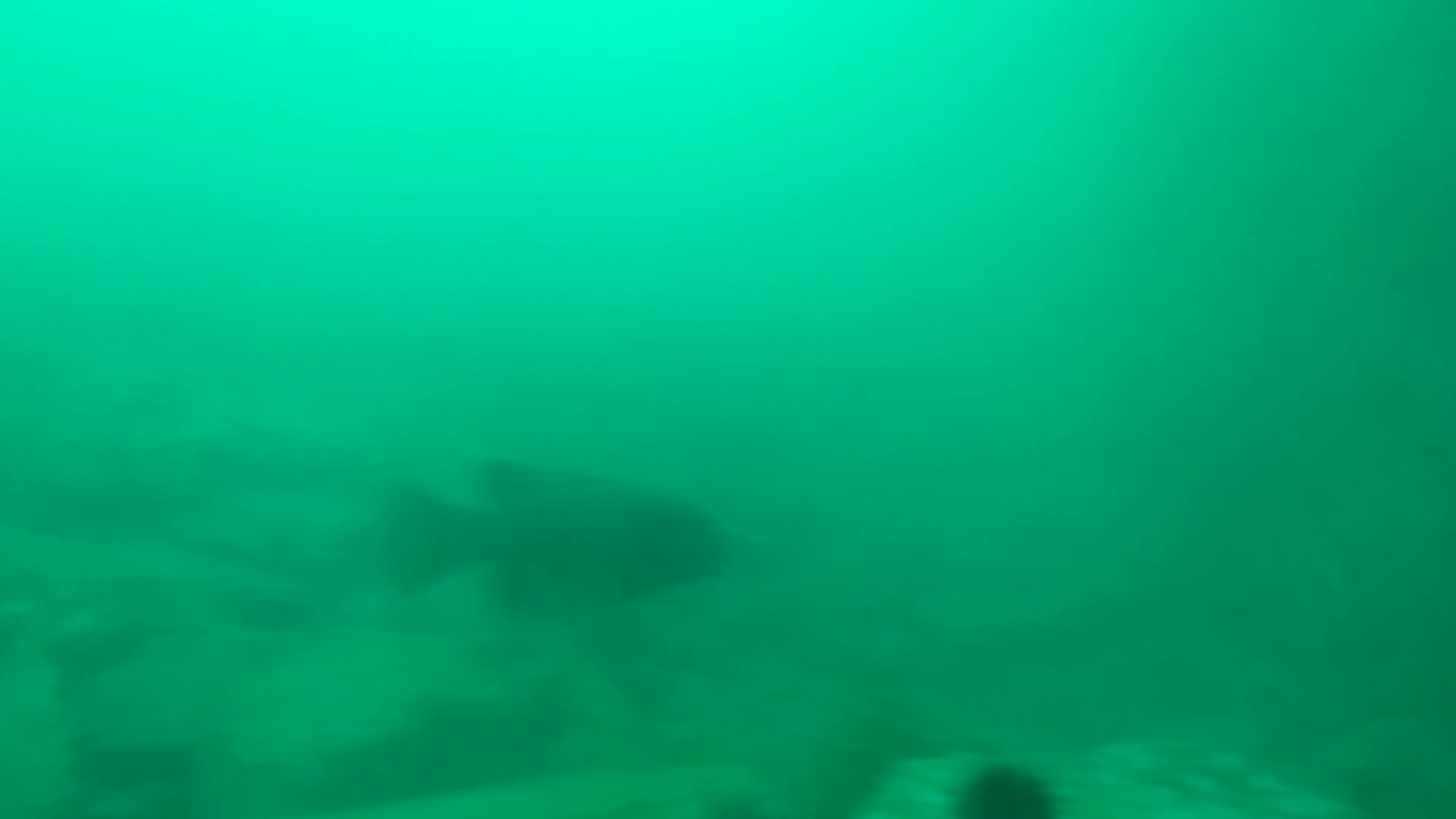 寺間港 釣り 水中映像