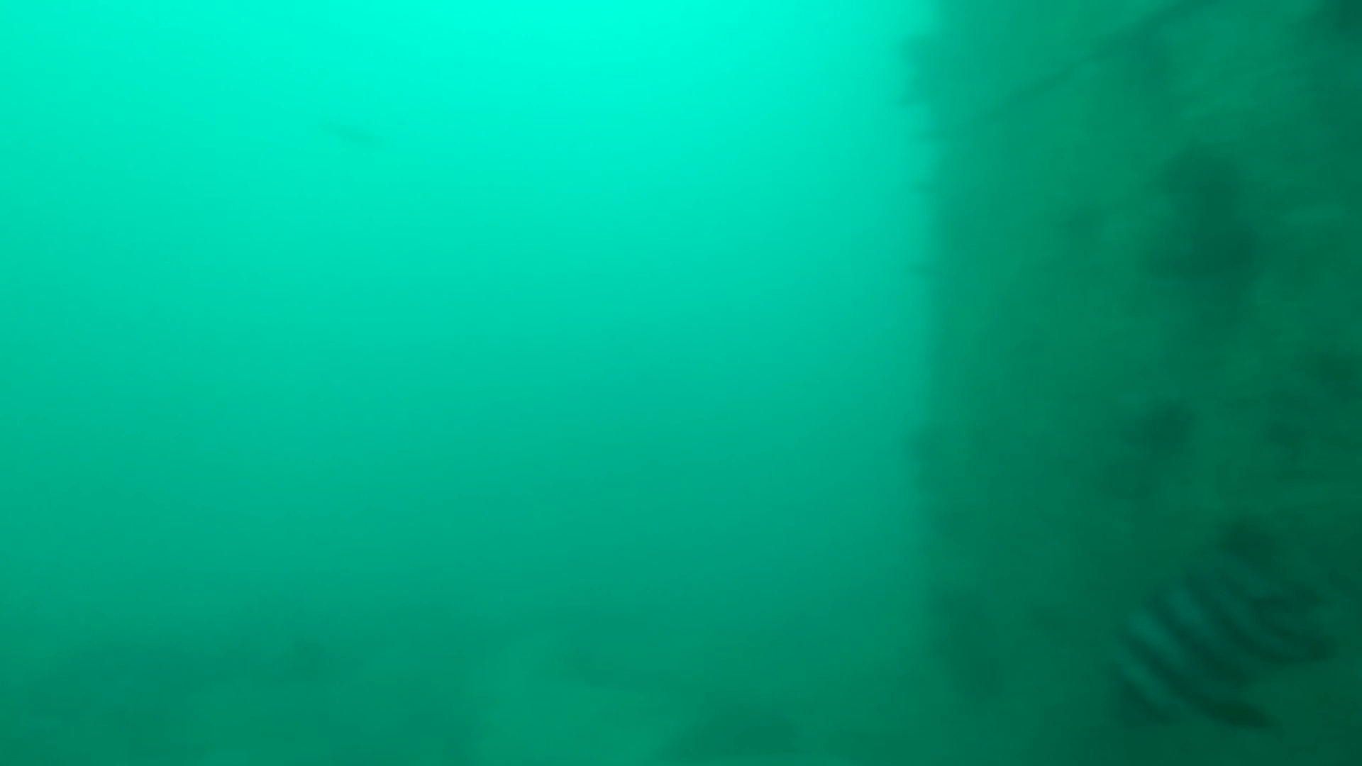 寺間港 釣り 水中映像