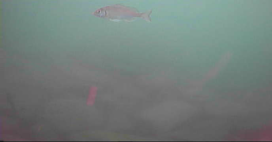 寺間港 釣り 水中映像