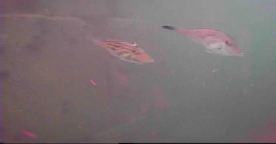 寺間港 釣り 水中映像