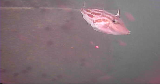 寺間港 釣り 水中映像