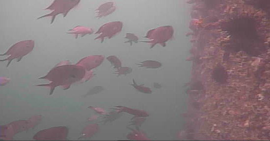 寺間港 釣り 水中映像