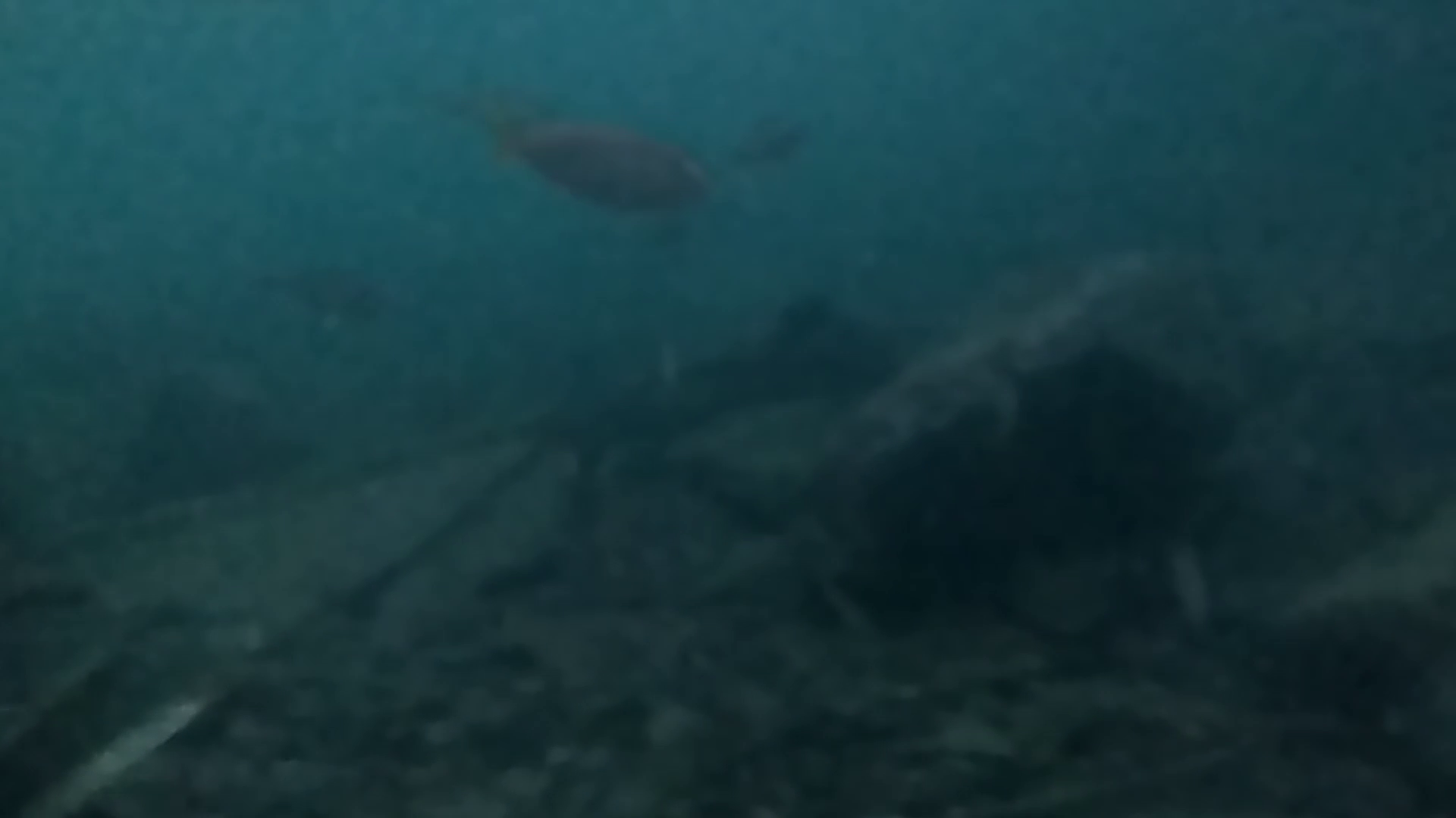 出島港　釣り　水中映像