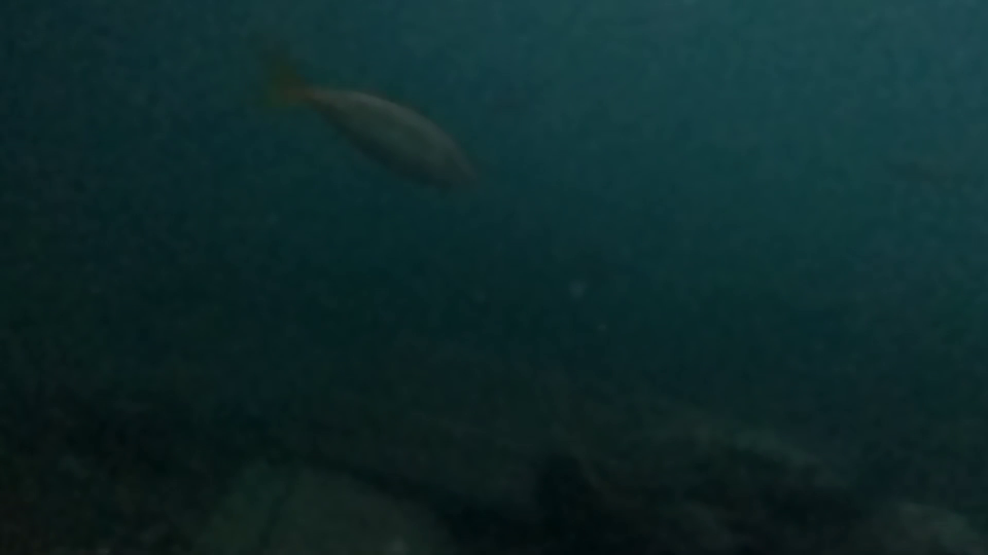 出島港　釣り　水中映像