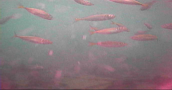 出島港　釣り　水中映像