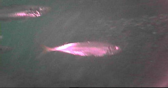 出島港　釣り　水中映像