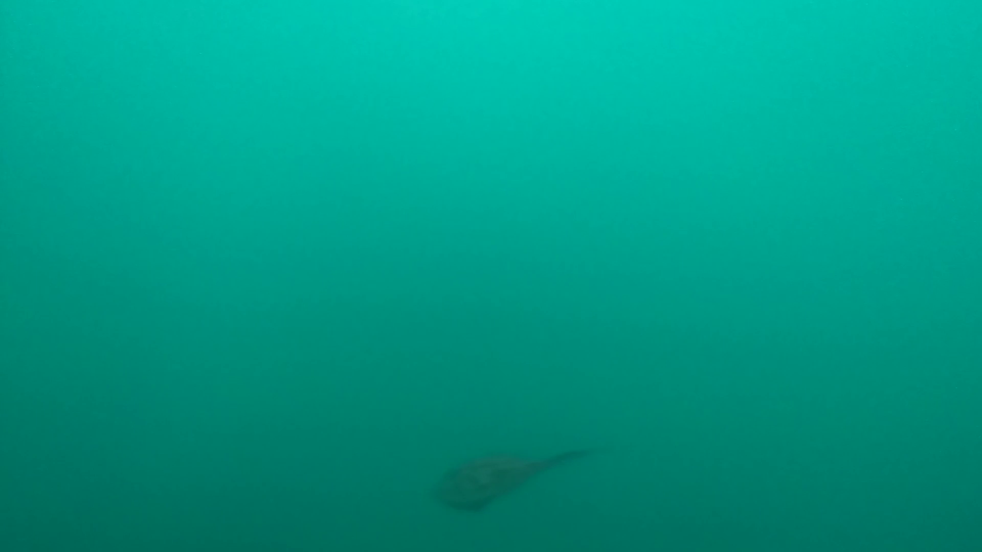 大石原浜漁港 釣り 水中映像