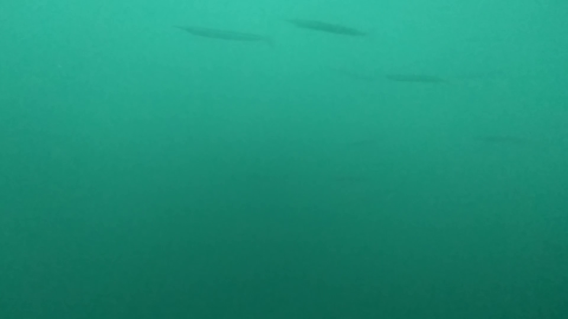 大石原浜漁港 釣り 水中映像