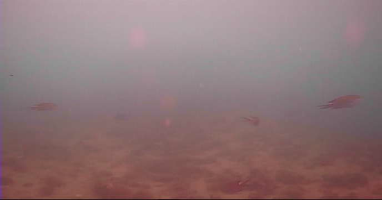 大石原浜漁港 釣り 水中映像