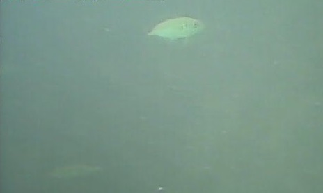 大津港　水中映像　アジ