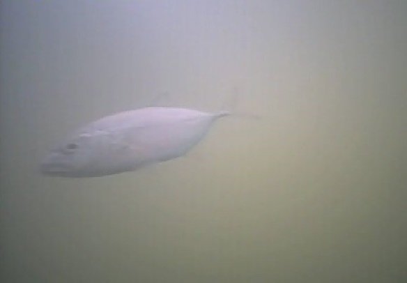 波崎漁港　水中映像　アジ