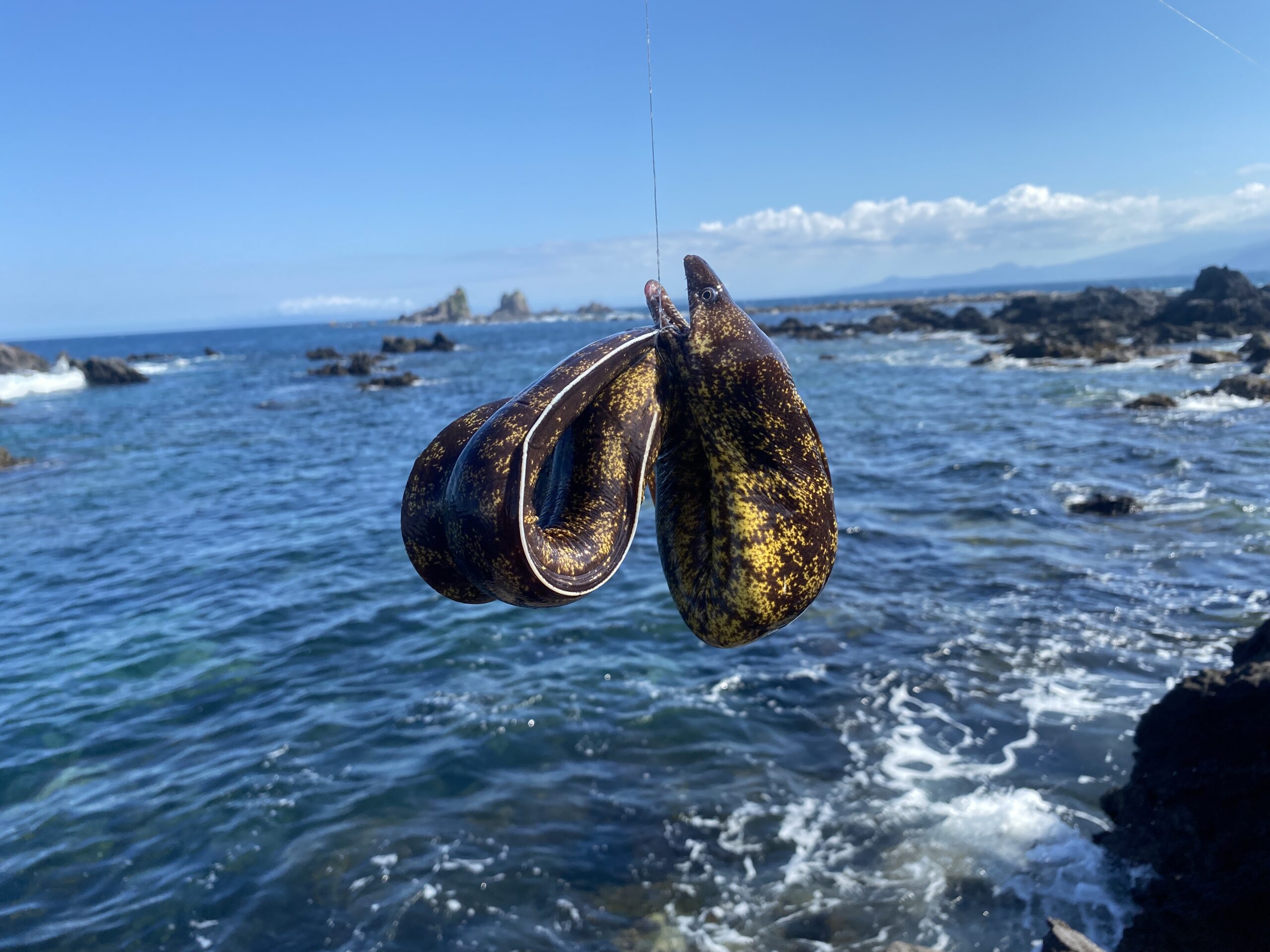 真鶴 鉄棒 釣り 釣果 ウツボ