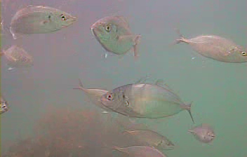 松部港　水中映像　シマアジ