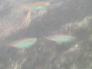 岩井袋港　水中映像　アジ