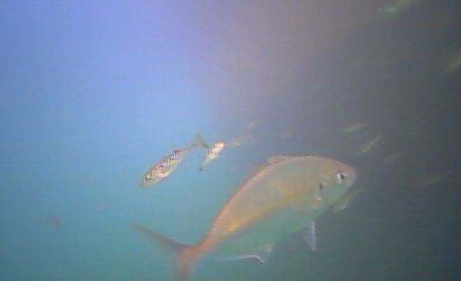 御宿岩和田港　水中映像　シマアジ