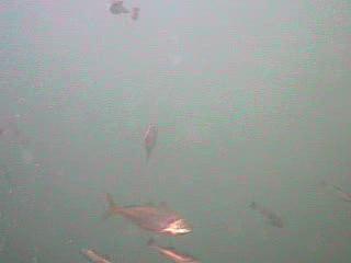 川津港　水中映像　アジ