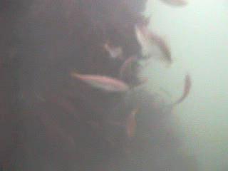 沢倉港　水中映像　アジ