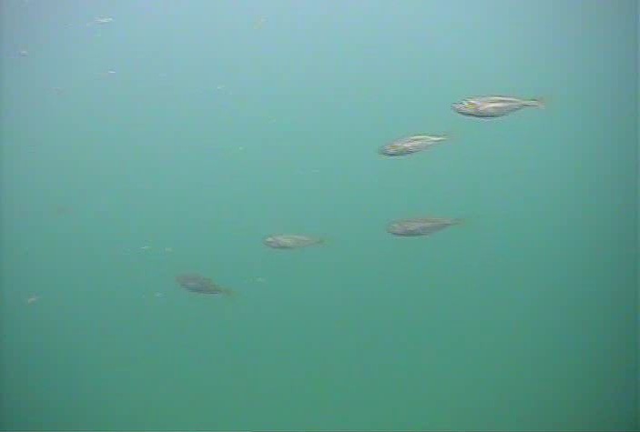 龍島港　水中映像　アジ