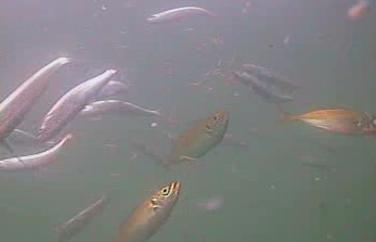 千倉港・平舘港　水中映像　アジ