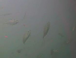 高崎漁港　水中映像　アジ