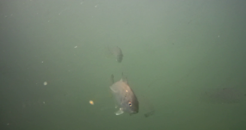 砂取港　水中映像　ギンガメアジ