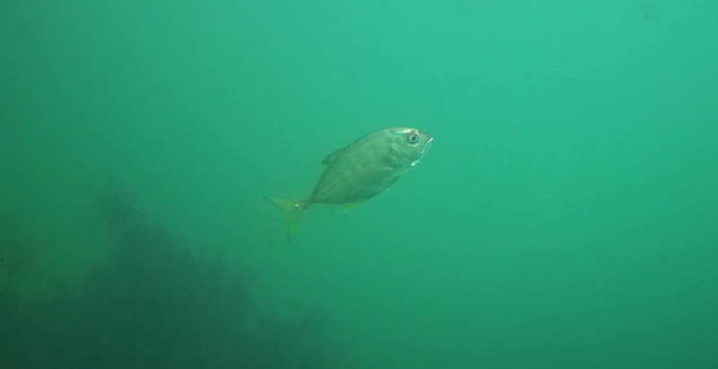 小戸港　水中映像　アジ