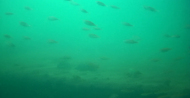 築港堤防　水中映像　アジ