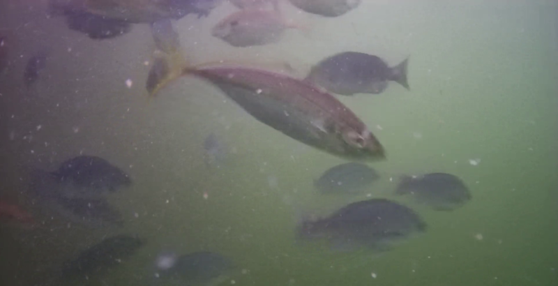 勝浦漁港　水中映像　アジ