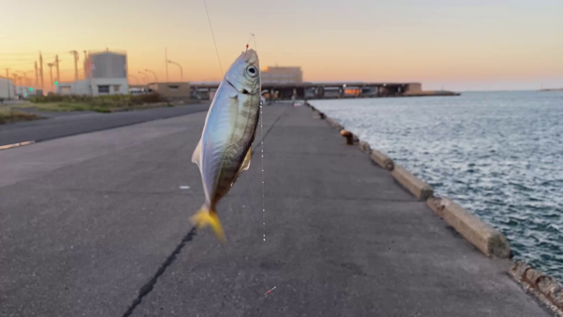 銚子外港　アジ