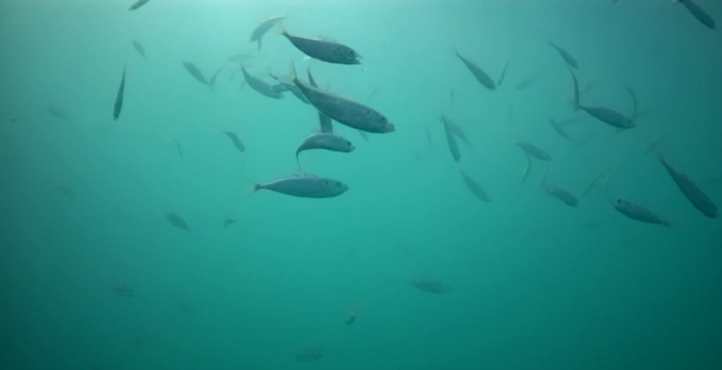 富浦新港　水中映像　アジ