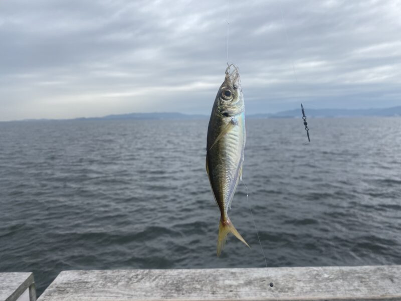 アジ釣り小僧　緑が浜エコパーク