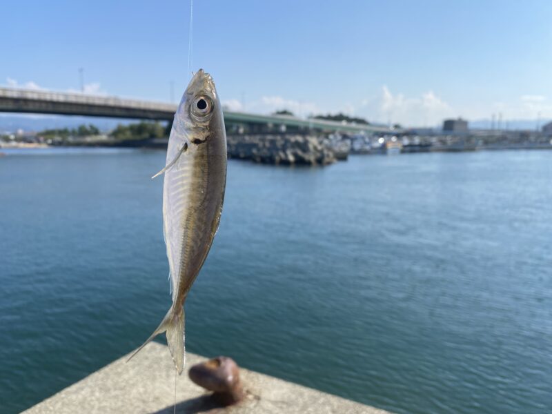 アジ釣り小僧　岡田浦漁港