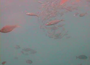 アジ釣り小僧　いるか浜堤防