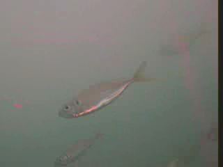 アジ釣り小僧　焼津新港