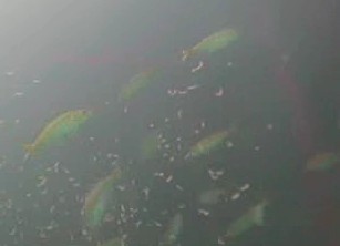 アジ釣り小僧　ふぃしゅーな