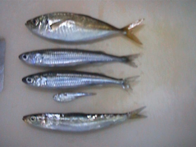 アジ釣り小僧 ヌスットガリ