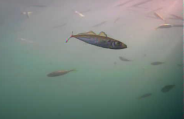 アジ釣り小僧　島見浜縦堤