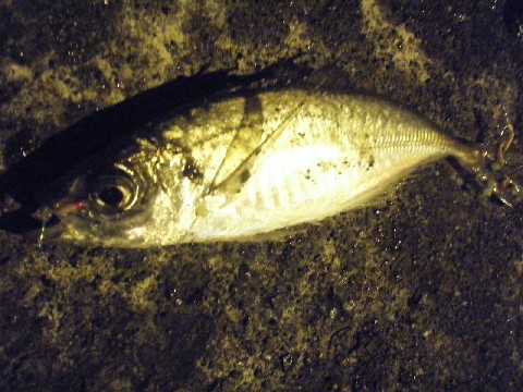 アジ釣り小僧　小海港