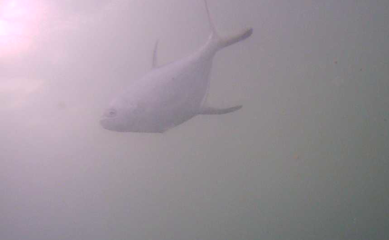 アジ釣り小僧　平塚海岸