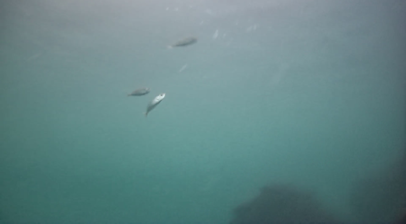 アジ釣り小僧　　須崎港