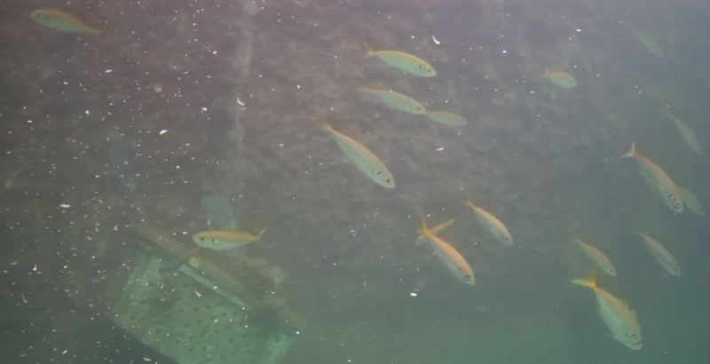 アジ釣り小僧　妻良漁港