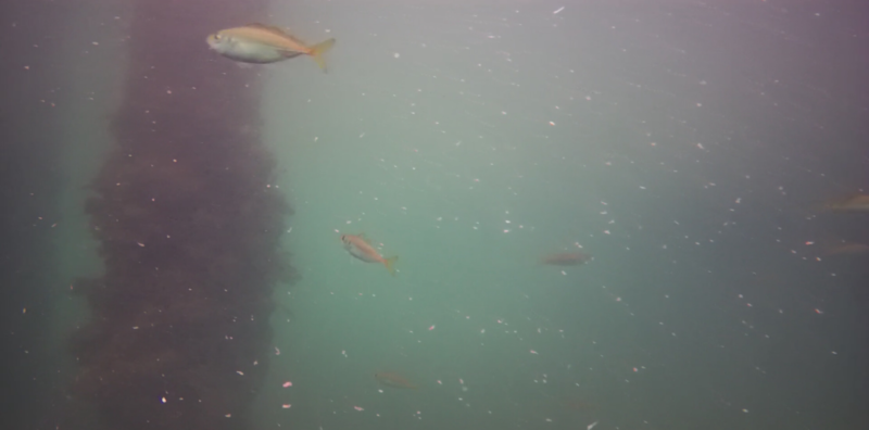 アジ釣り小僧　下田弁天島公園