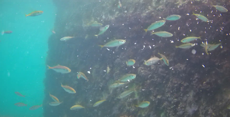 アジ釣り小僧　中木漁港