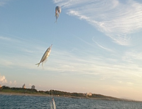 アジ釣り小僧　新潟西海岸第１突堤