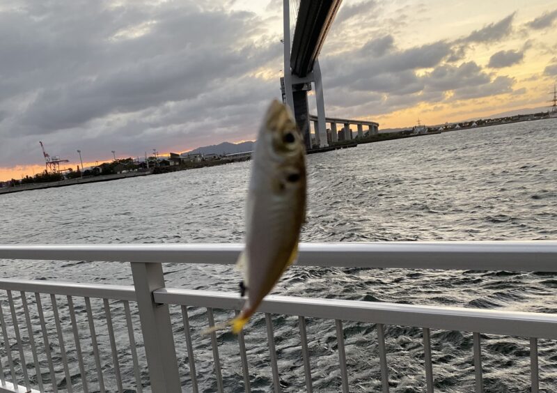アジ釣り小僧　富山新港　堀岡緑地